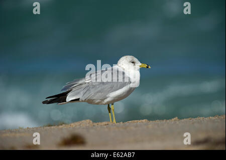 Anello-fatturati Gull Larus delawarensis adulto Florida USA Foto Stock
