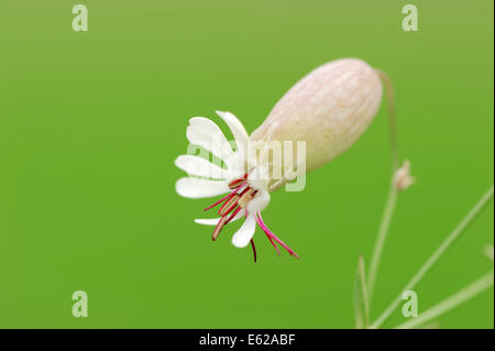 La vescica Campion (Silene vulgaris), Nord Reno-Westfalia, Germania Foto Stock