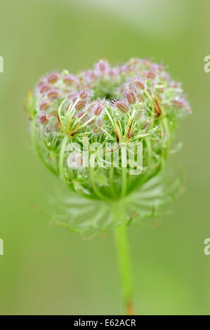 Wild carota (Daucus carota), Nord Reno-Westfalia, Germania Foto Stock