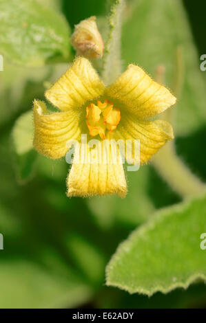 Squirting Cucumber o esplosione di cetriolo (Ecballium elaterium), Germania, Europa Foto Stock