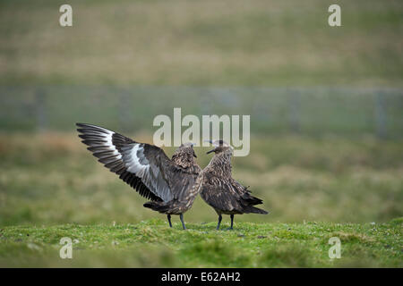 Grande Stercorari Stercorarius skua Unst Shetland Foto Stock