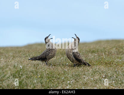 Grande Stercorari Stercorarius skua coppia visualizzazione a Hermaness su Unst Shetland Foto Stock