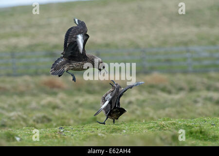 Grande Stercorari Stercorarius skua Unst Shetland Foto Stock