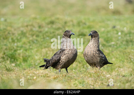 Grande Stercorari Stercorarius skua Unst Shetland Foto Stock