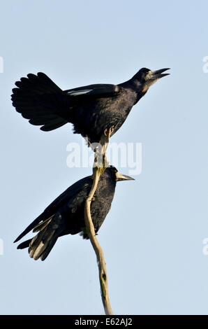 Rooks chiamando al rookery (Corvus frugilegus) molla di Norfolk Foto Stock