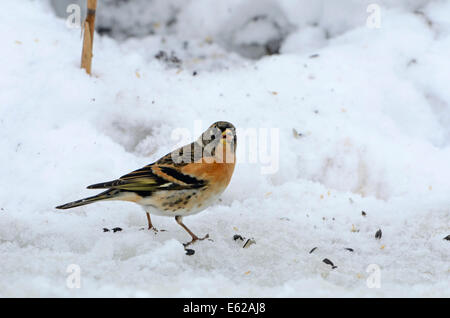 Brambling Fringilla montifringilla maschio nella neve Norfolk Foto Stock