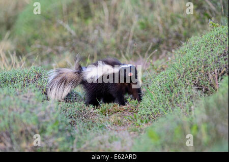 Humboldt's hog-naso skunk, noto anche come il porco di Patagonia-naso (skunk Conepatus humboldtii) Parco Nazionale Torres del Paine P Foto Stock