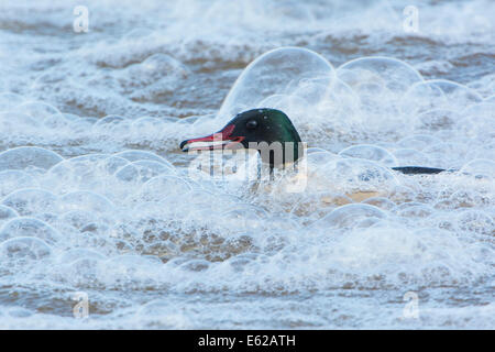 Smergo maggiore (Common Merganser) Mergus merganser maschio Dumfries Scozia Scotland Foto Stock