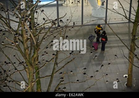 Posatoio di intorno 800 Pied Cutrettole Motacilla alba in alberi al di fuori del Terminal 5 di Heathrow London REGNO UNITO Foto Stock