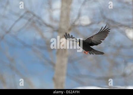 Alpine CHOUGH Pyrrhocorax graculus Alpi Bernesi svizzera Foto Stock
