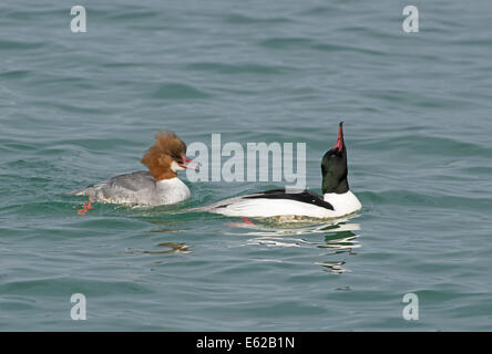 Smergo maggiore (Common Merganser in USA) Mergus merganser visualizzando maschio a femmina (salute display) sul Lago di Ginevra Svizzera Foto Stock