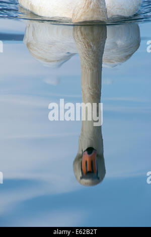 Cigno Cygnus olor Lago di Ginevra Svizzera Foto Stock