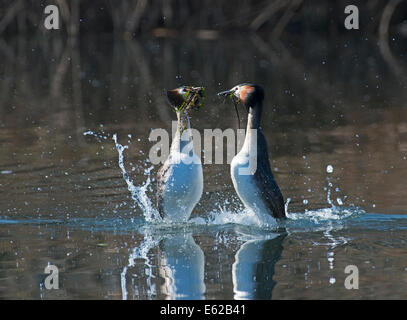 Grande-crested Grebe Podiceps cristatus eseguendo la danza di erbacce come parte del corteggiamento il Lago di Ginevra Svizzera Foto Stock