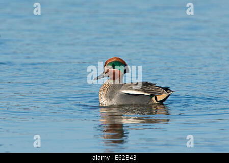 Eurasian Teal Anas crecca maschio in visualizzazione tidal Creek North Norfolk Marzo Foto Stock