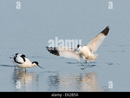 Avocette (Pied Avocet) Recurvirostra avosetta a raschiare a Cley Norfolk Foto Stock