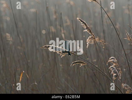 Reed Bunting Emberiza schoeniclus maschio nella canzone Cley Norfolk Marzo Foto Stock