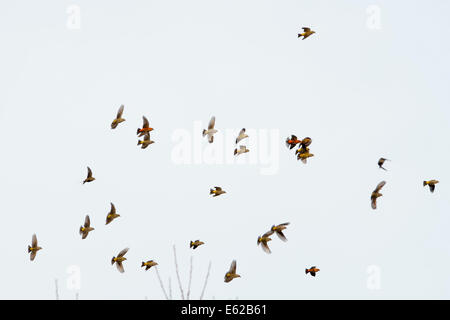 Crossbills comune (noto anche come Red Crossbill) Loxia curvirostra Holt Norfolk Foto Stock