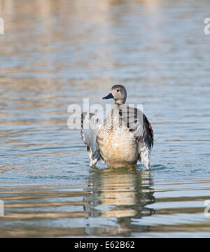 Canapiglia Anas strepera ala maschio sbattimenti Cley Norfolk Foto Stock