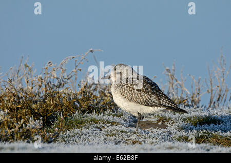 Grey Plover Pluvialis squatarola in allevamento non piumaggio Morston Norfolk inverno Foto Stock