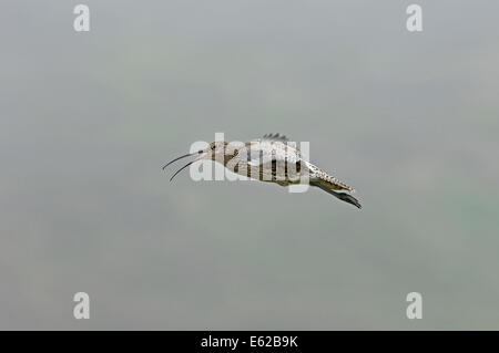 Eurasian Curlew Numenius arquata chiamando in volo di visualizzazione Yorkshire Dales molla Foto Stock