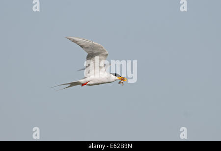 Fiume Tern Sterna aurantia con frog Khichan India Foto Stock