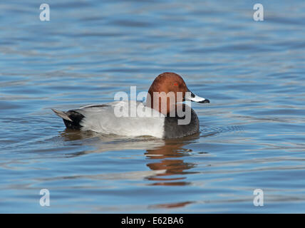 Common Pochard Aythya ferina maschio Norfolk Febbraio Foto Stock