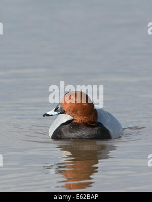 Common Pochard Aythya ferina maschio Norfolk Febbraio Foto Stock