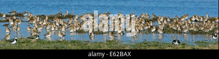 European Golden Plover (Pluvialis apricaria) Slimbridge Gloucestershire Febbraio Foto Stock