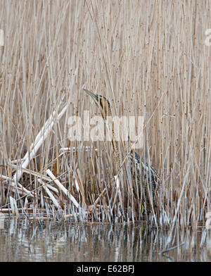 Eurasian tarabuso Botaurus stellaris Holme NWT Norfolk Febbraio Foto Stock