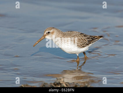 Dunlin Calidris alpina in allevamento non piumaggio Brancaster Norfolk Foto Stock