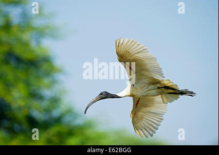 A testa nera (Ibis Threskiornis melanocephalus) Bharatpur India Foto Stock