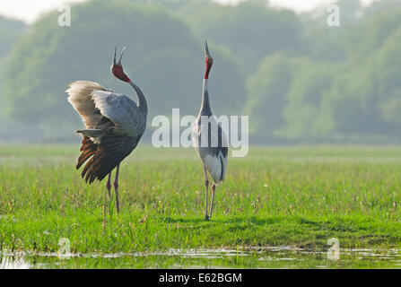 Gru Sarus Grus antigone coppia nel corteggiamento Bharatpur India Foto Stock