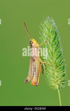 Prato Grasshopper (Chorthippus parallelus), maschio, Renania settentrionale-Vestfalia, Germania Foto Stock