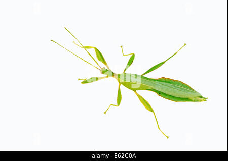 A piedi o in foglia foglia (insetto Phyllium philippinicum, Phyllium siccifolium), maschio, ninfa Foto Stock