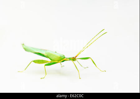 A piedi o in foglia foglia (insetto Phyllium philippinicum, Phyllium siccifolium), maschio, ninfa Foto Stock