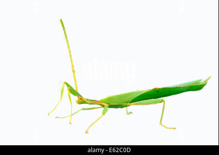 A piedi o in foglia foglia (insetto Phyllium philippinicum, Phyllium siccifolium), maschio, ninfa Foto Stock