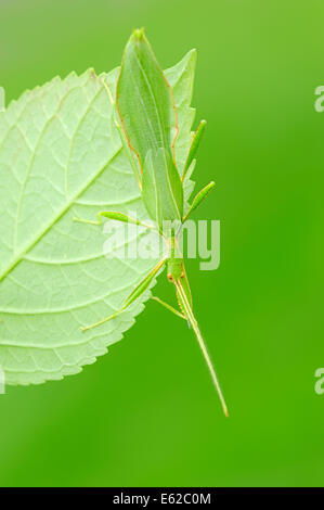 A piedi o in foglia foglia (insetto Phyllium philippinicum, Phyllium siccifolium), maschio, ninfa Foto Stock