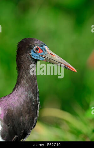 Abdim la cicogna bianca o a becco di Cicogna (Ciconia abdimii) Foto Stock