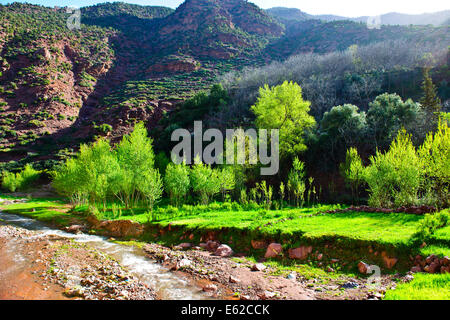 Valle Imlil,Stream,noce alberi di pesco in fiore,Paolo Street,Travel & fotografo di paesaggio,Marocco, Foto Stock