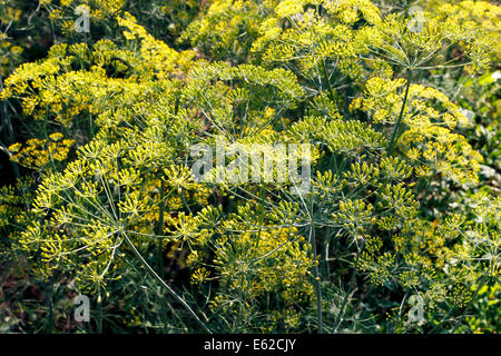 L'aneto che fiorisce con fiori di colore giallo nel giardino Foto Stock