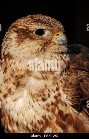 Saker Falcon (Falco cherrug) Foto Stock