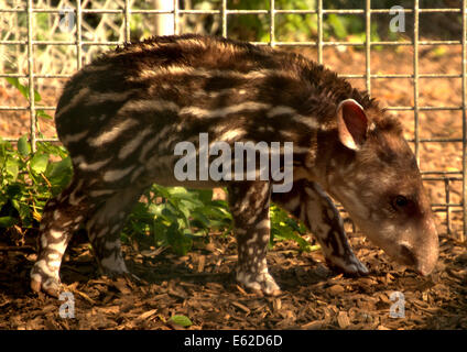 Baby tapiro Foto Stock