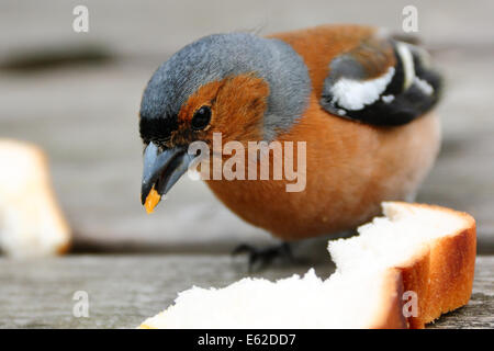 Fringuello comune Foto Stock