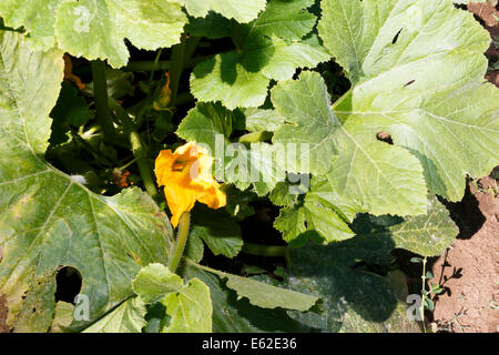 Cucurbita pepo, Patty pan squash fioritura in giardino Foto Stock