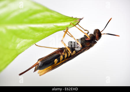 Piccione femmina Horntail Wasp Siricidae Tremex aggrappandosi ad una foglia con la parte inferiore e ovipositor visibile Foto Stock