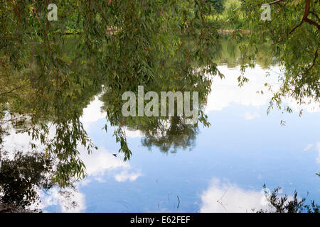 Salice piangente e la riflessione del cielo blu nel lago, bellissimo paesaggio estivo Foto Stock