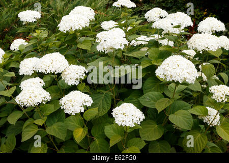 Hydrangea arborescens Annabelle arbusto bianco Foto Stock