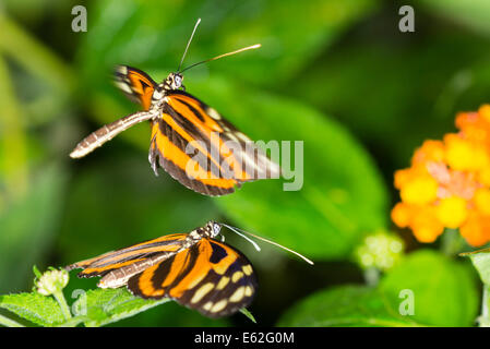 Una coppia di Tiger-striped Longwing farfalle Foto Stock