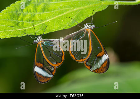 Una coppia di coniugate Clearwing farfalle Foto Stock