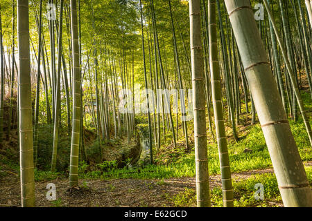 Bosco di bambù di Kyoto, Giappone. Foto Stock